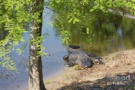 Florida Alligator At The Cypress Tree On The Beach Photograph By Zina