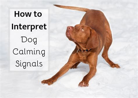 Understanding Dog Calming Signals Pethelpful