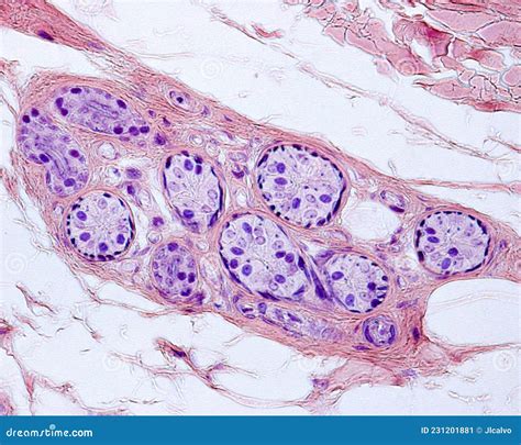 Sweat Gland Secretory Unit Mallory Ptah Stain Stock Image Image Of