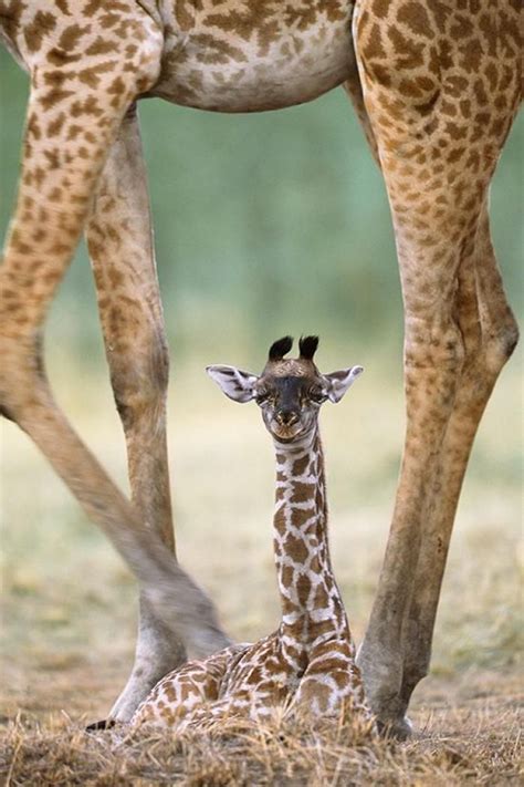 Baby Giraffe Cute Animals Pinterest