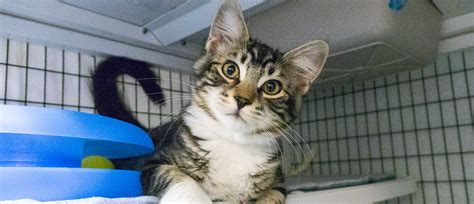 58 Best Photos Meow Cat Rescue Washington : About MEOW - MEOW Cat