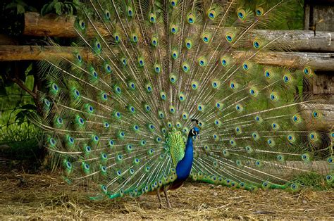 Peacock Fan Photograph By Mary Griffin Fine Art America