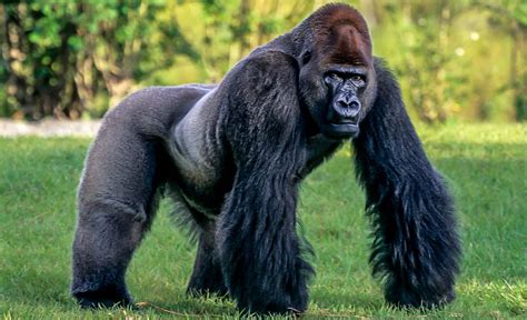 Gorille Africain Discover Afrika