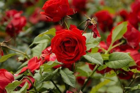 7 Secretos Para El Cultivo De Rosas Perfectas Y Grandes Guía Completa