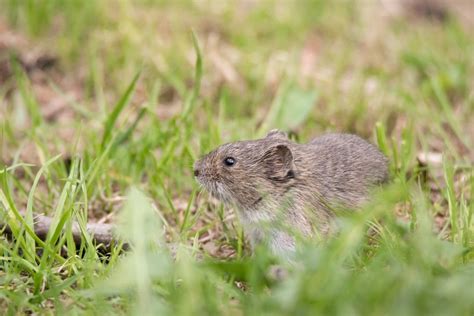 How To Keep Field Mice Out Of Your Lawn Belo Garden