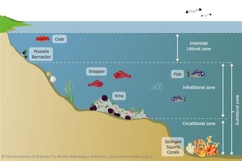 Reef Zones — Science Learning Hub
