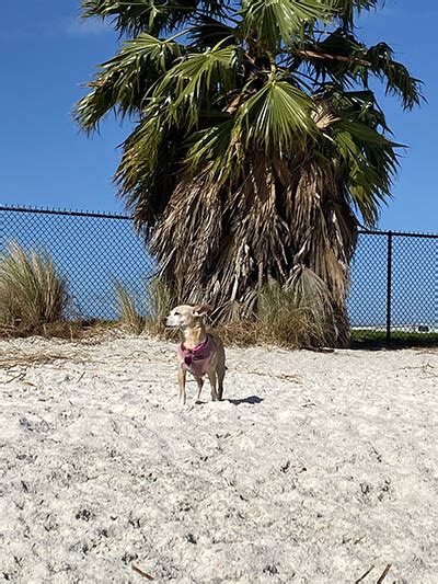 Davis Island Dog Beach Girl About Tampa