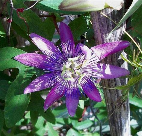 Passiflora Lavender Lady Passion Flower Vine Plant Page