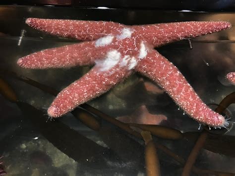 Ochre Sea Star Spawning Taxonomy Kingdom Animalia Phylu Flickr