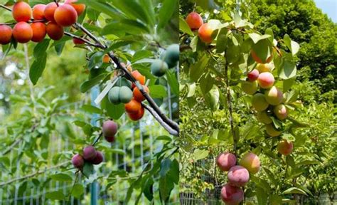 The Tree Of 40 Fruit Art Professor Grows A Single Tree That Can