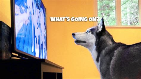 Dog Watching Tv Test Do They Understand What They See Youtube