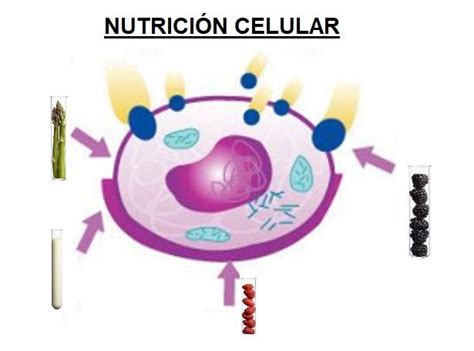 Nutrición Celular De Forma Clara Y Sencilla