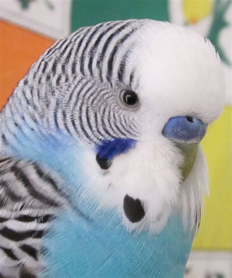 Budgies Come In Over One Hundred Different Kinds Of Colors The Primary