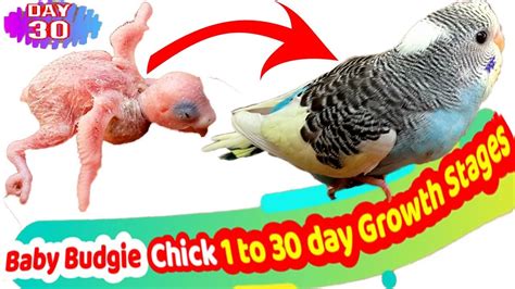 New Born Baby Budgie Chick 1 To 30 Day Growth Stages Parakeets Egg