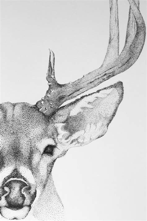 A Black And White Drawing Of A Deers Head