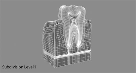 Tooth Anatomy 3d Model 59 Obj Fbx Max Free3d