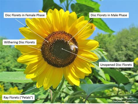 How To Grow Sunflowers From Seeds