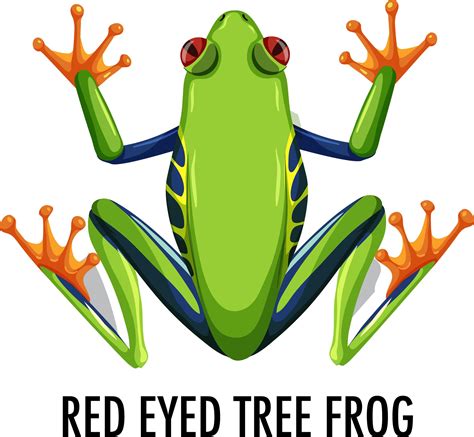 Red Eyed Tree Frog Isolated On White Background 1541401 Vector Art At