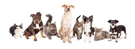 Large Group Of Cats And Dogs Together Photograph By Good Focused Pixels