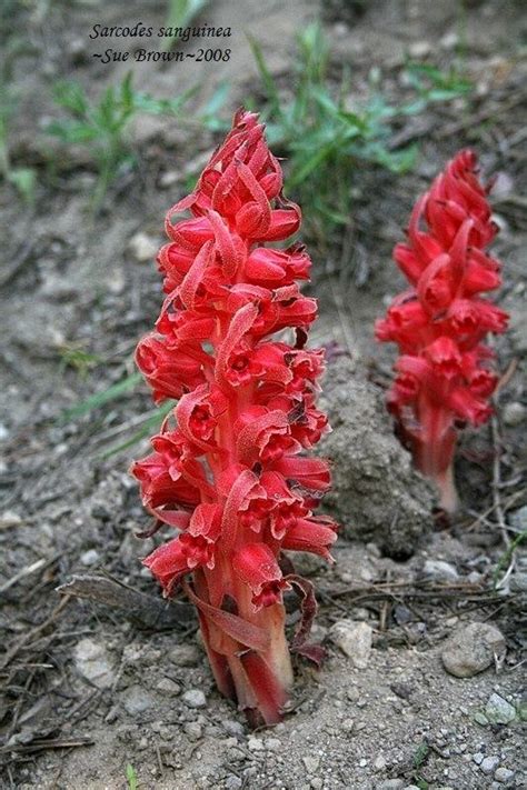 Snow Plant Sarcodes Sanguinea