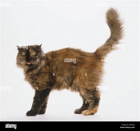 Tortoiseshell Cat Standing With Its Tail In The Air Stock Photo Alamy