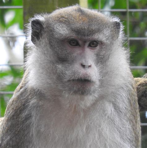 Meet The Long Tailed Macaques Monkey Sanctuary