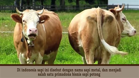 Jenis Jenis Sapi Di Indonesia