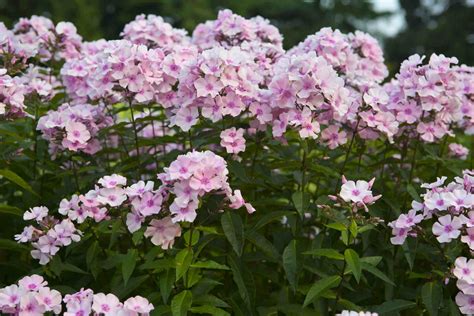 Garden Phlox Tall Phlox Care And Growing Guide