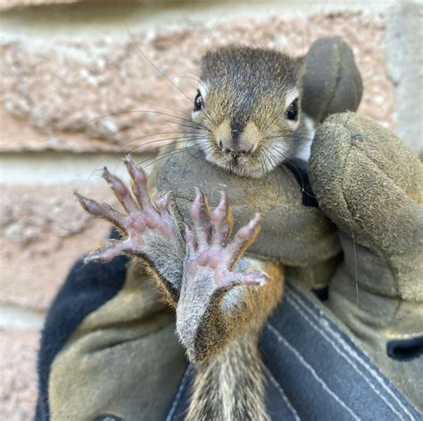 Squirrel Facts And Squirrel Information Gates Wildlife Control