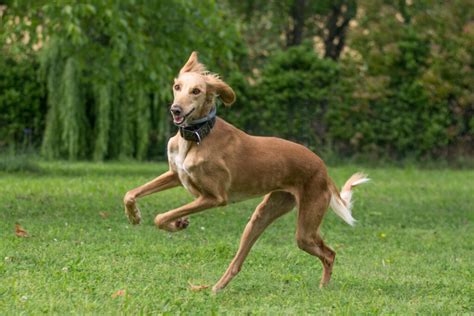 15 Of The Fastest Dog Breeds In The World 062023