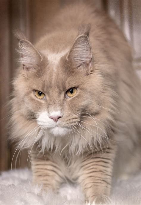 10 Cats Who Made Hilariously Poor Decisions Maine Coon
