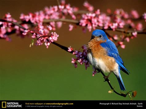 Bing Picture Of The Day Desktop Bing Images Pretty Birds Love Birds