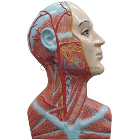 A Dissection Of The Right Side Of The Neck Jaab