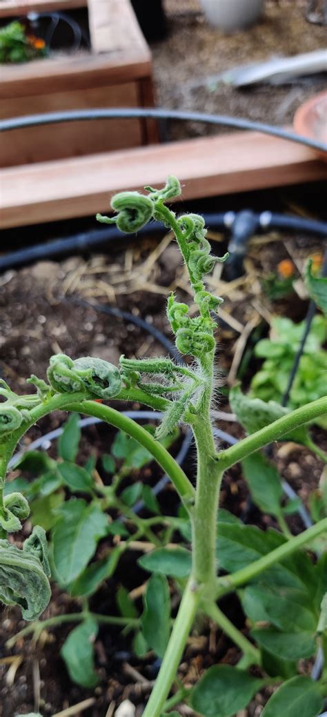 Why Are My Tomato Plants Curlingspiraling 646236 Ask Extension