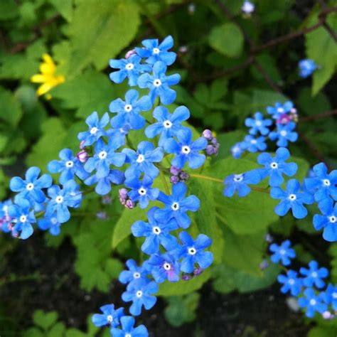 Small Blue Flower Project Noah