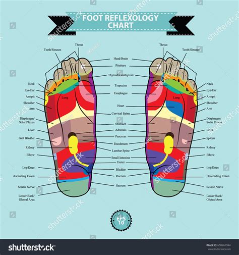 Reflexology Chart Body Anatomy Foot Linking Stock Vector Royalty Free 650267944 Shutterstock
