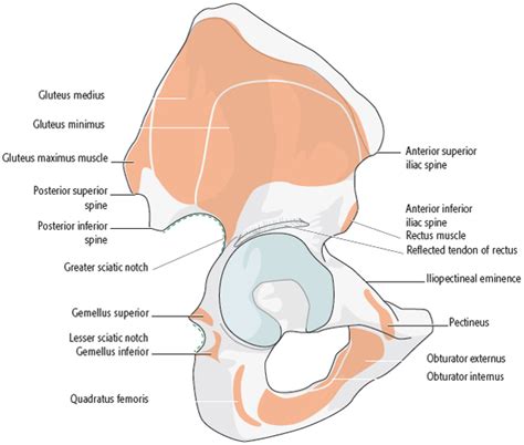 21 Anatomy Of The Acetabulum Musculoskeletal Key