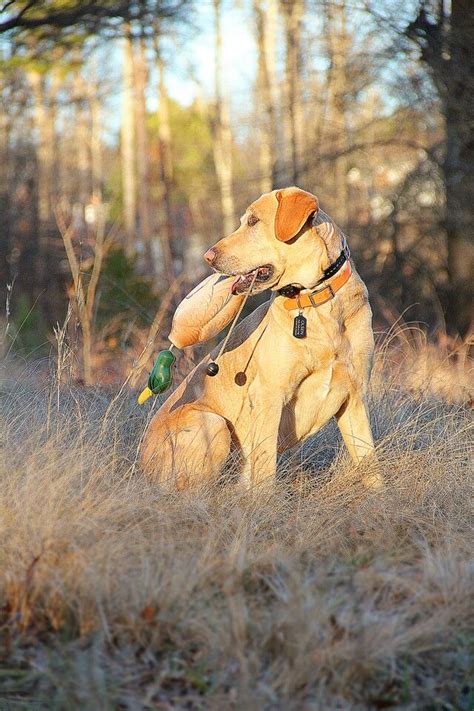 Are Labrador Retrievers Hunting Dogs