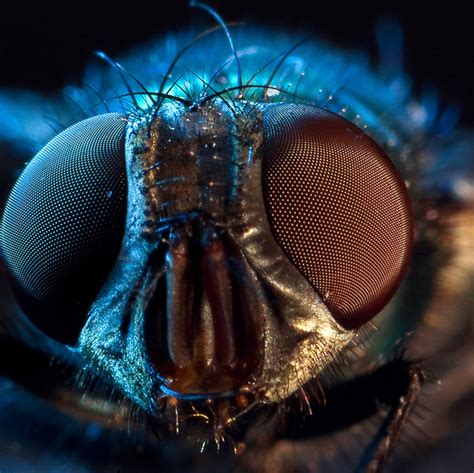 40 Examples Of Close Up Macro Photography Of Insects Entertainmentmesh
