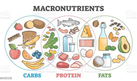 Macronutrients Educational Diet With Carbs Protein And Fats Outline