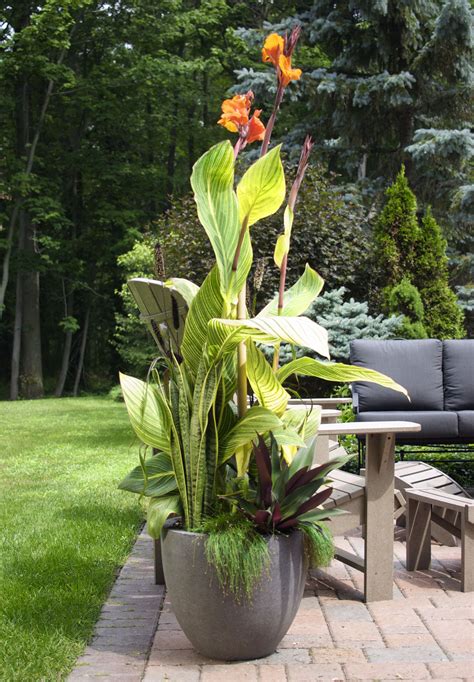 Full Sun Container Garden Canna Lily In Containers Coffee In The
