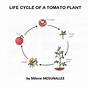 Life Cycle Of A Tomato Plant Worksheet