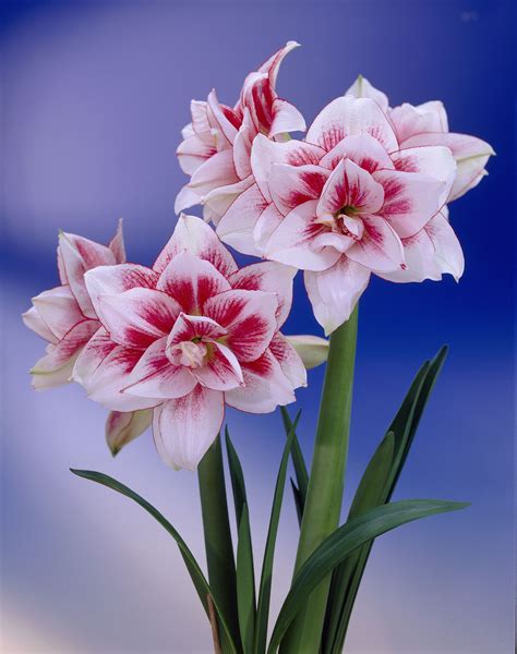 Our Favorite Flowers Bulb Flowers Amaryllis Flowers Amaryllis Bulbs