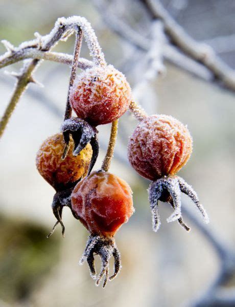 Winter Foraging In Cold Climates 50 Wild Foods In The Snow Artofit