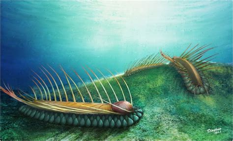 500 Million Year Old Tiny Sea Creature With Helmet Like Shell And