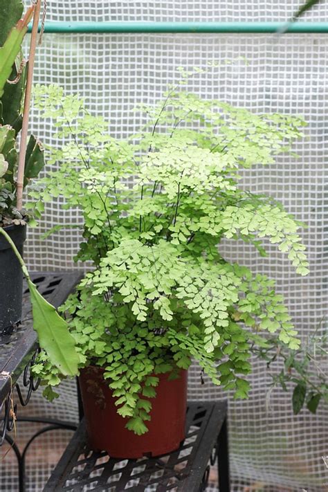 How To Grow Maidenhair Ferns Indoors Or Outdoors Dengarden