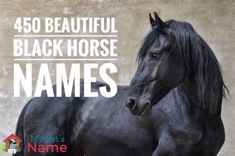 Black Horse Names 450 Beautiful Names For A Black Horse 2022