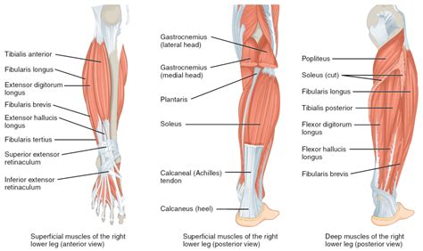 This tendon is vital for. Muscles of the lower leg and foot | Human Anatomy and ...