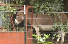 donkey man sex cctv caught accused having arrested carrots seducing express siloam springs charged sneaking yard animal he before