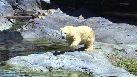 Polar Bear Pre School Sea World On The Gold Coast Youtube